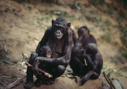 gorille-famille-kinshasa-afrique-nature
