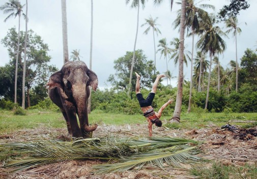 elephant-thailande-poirier-funny-nature