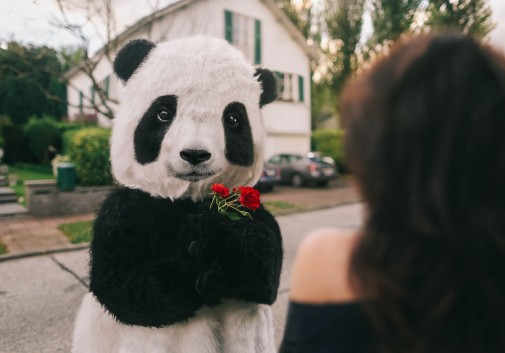 panda-insolite-amour-comique-photoshop