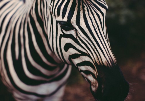 zebre-animal-nature-ile-maurice